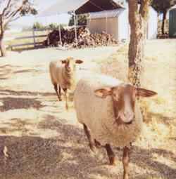 Califoria Red Sheep at Green Acre Ranch