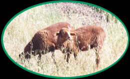 Green Acre Ranch ~ California Red Sheep