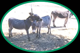 Green Acre Ranch ~ Miniature Donkeys