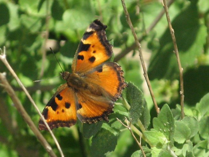 California Tortoiseshell Butterfly