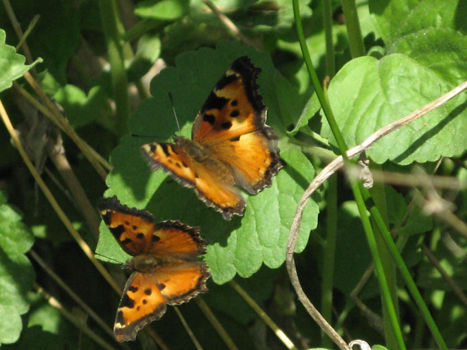 California Tortoiseshell butterfly