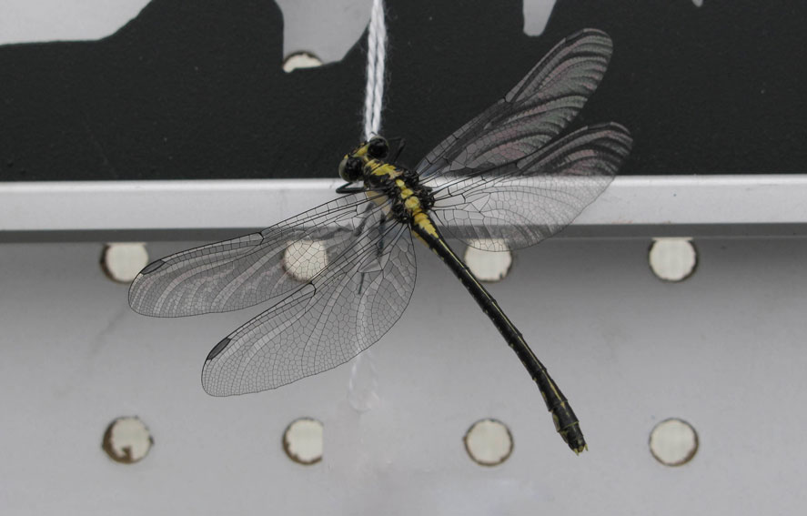 Dragonfly on a string